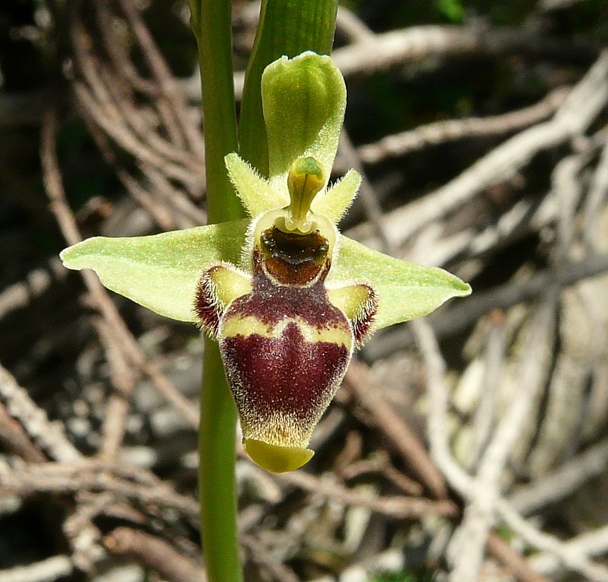 Ophrys scolopax